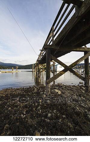 Fallen tree in Burrard Inlet, North Vancouver, British Columbia, Canada View Large Photo Image Stock Image - Fallen tree in Burrard Inlet, North Vancouver, British Columbia, Canada. Fotosearch