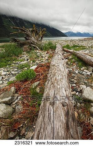 Stock Image - Fallen Tree In Front Of The Lynn Inlet Near Haines; Alaska Usa. Fotosearch