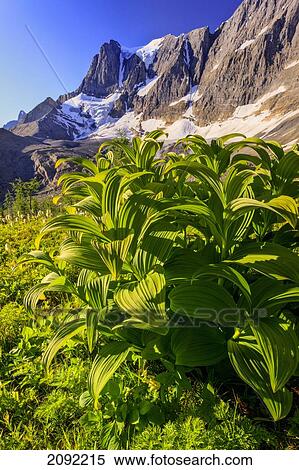 False Hellebore At The Base Of The Rockwall Cliff And Tumbling Glacier In Kootenay National Park; British Columbia Canada View Large Photo Image Stock Photography - False Hellebore At The Base Of The Rockwall Cliff And Tumbling Glacier In Kootenay National Park; British Columbia Canada. Fotosearch