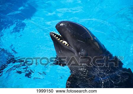 False Killer Whale In Captivity, Close-Up Of Head (Pseudorca Crassidens) B1983 View Large Photo Image Stock Image - False Killer Whale In Captivity, Close-Up Of Head (Pseudorca Crassidens) B1983. Fotosearch