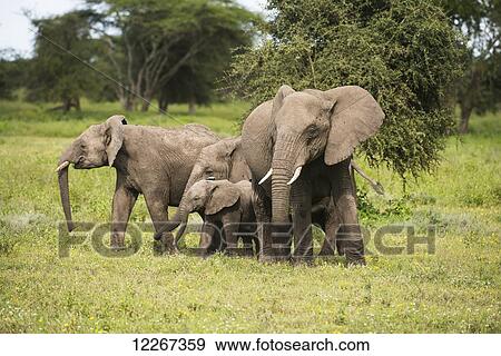 Stock Photo - Family group of elephants on the African savannah near Ndutu, Ngorongoro Crater Conservation Area; Tanzania. Fotosearch