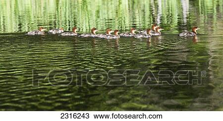 Stock Image - Family Of Common Merganser Chicks In The Water At Algonquin Park; Ontario Canada. Fotosearch