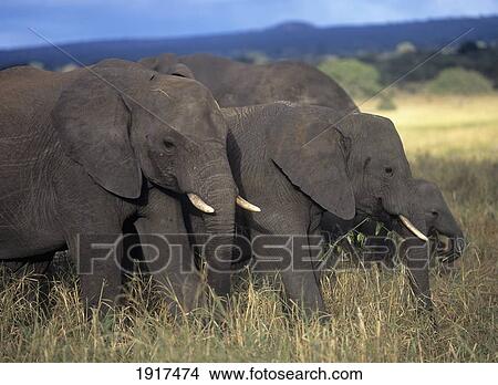 Picture - Family Of Elephants Eating Grass, Tarangire National Park. Fotosearch