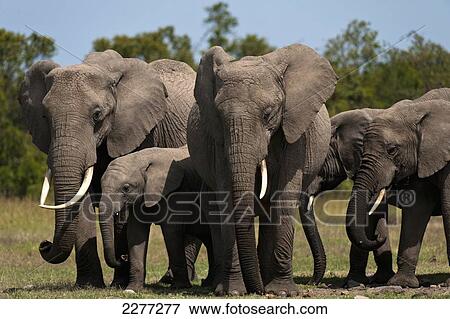 Family of elephants, Ol Pejeta Conservancy; Kenya View Large Photo Image Stock Photo - Family of elephants, Ol Pejeta Conservancy; Kenya. Fotosearch