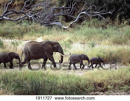 Stock Photo - Family Of Elephants Walking Through The Bush In Tarangire National Park, Tanzania.. Fotosearch