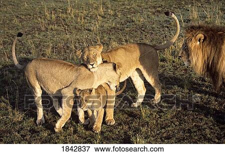 Stock Photo - Family Of Lions; Masai Mara Game Reserve, Kenya. Fotosearch