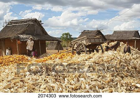 Family Separating Husks From Corn In Mahaboboka, Toliara Province, Madagascar View Large Photo Image Stock Image - Family Separating Husks From Corn In Mahaboboka, Toliara Province, Madagascar. Fotosearch