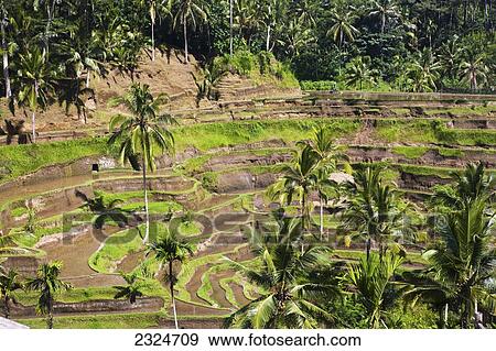 Stock Photo - Famous Rice Terraces, Ubud, Bali, Indonesia. Fotosearch