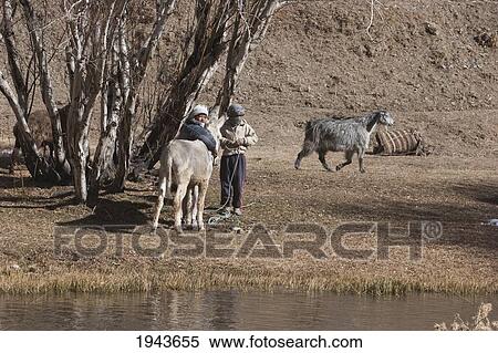 Farm Boys With Donkeys And Sheep In A Field Near Zarkharid, Vardak Province, Afghanistan View Large Photo Image Stock Photography - Farm Boys With Donkeys And Sheep In A Field Near Zarkharid, Vardak Province, Afghanistan. Fotosearch