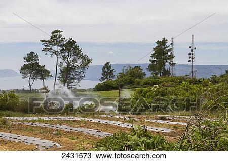 Farm, Siambatan, North Sumatra, Indonesia View Large Photo Image Stock Image - Farm, Siambatan, North Sumatra, Indonesia. Fotosearch