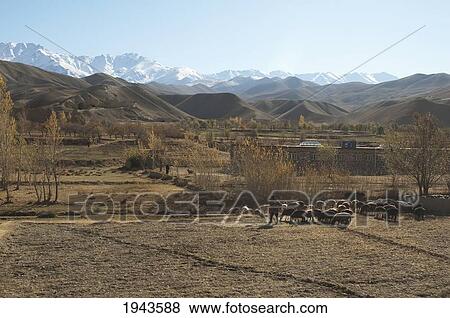 Farmer And His Sheep In Shekh Ali, Parwan Province, Afghanistan View Large Photo Image Stock Photo - Farmer And His Sheep In Shekh Ali, Parwan Province, Afghanistan. Fotosearch