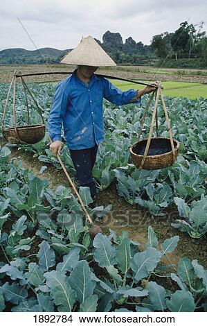 Picture - Farmer Carrying Yoke In Vegetable Field. Fotosearch