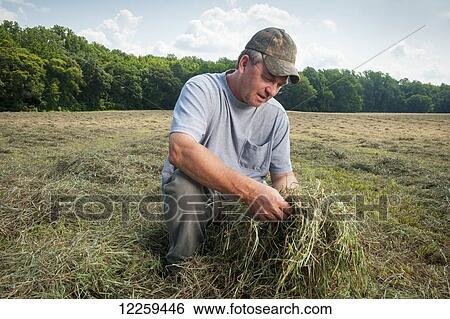 Farmer examining his hay; Sudlersville, Maryland, United States of America View Large Photo Image Stock Photograph - Farmer examining his hay; Sudlersville, Maryland, United States of America. Fotosearch