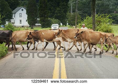 Farmer guiding dairy cows across the road, near Long Green; Maryland, United States of America View Large Photo Image Stock Image - Farmer guiding dairy cows across the road, near Long Green; Maryland, United States of America. Fotosearch