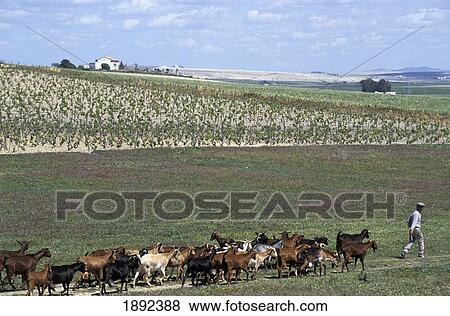 Farmer Herding Goats View Large Photo Image Stock Photo - Farmer Herding Goats. Fotosearch