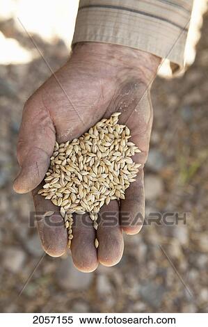 Stock Photography - Farmer Holding Grain. Munson Alberta. Fotosearch
