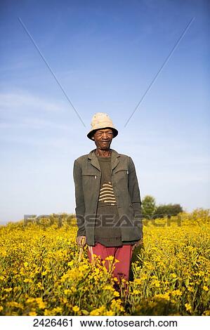 Stock Image - Farmer in a field of colourful yellow Meskel flowers; Ethiopia. Fotosearch