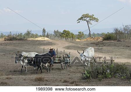 Stock Photo - Farmer In An Ox Cart, Mesa Central De Chiapas, Chiapas, Mexico. Fotosearch