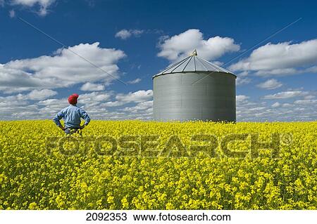 Stock Image - Farmer In Bloom Stage Mustard Field With Grain Bin; Ponteix Saskatchewan Canada. Fotosearch