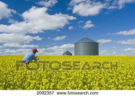 Stock Photo - Farmer In Bloom Stage Mustard Field With Grain Bin; Ponteix Saskatchewan Canada. Fotosearch