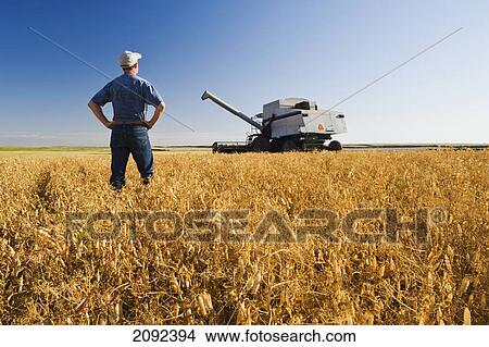 Farmer In Mature Dry Pea Field With Combine Harvester In The Background; Admiral Saskatchewan Canada View Large Photo Image Picture - Farmer In Mature Dry Pea Field With Combine Harvester In The Background; Admiral Saskatchewan Canada. Fotosearch
