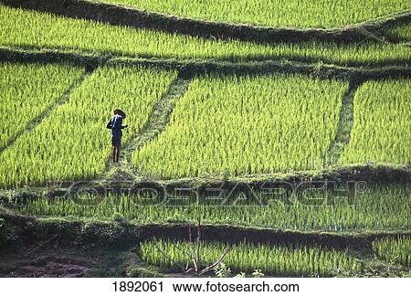 Stock Image - Farmer In Rice Paddy, Elevated View. Fotosearch