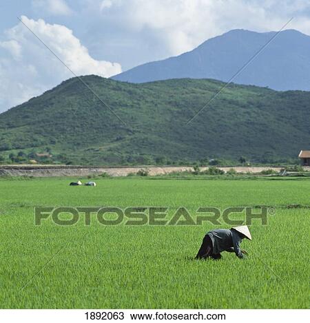 Stock Image - Farmer In Rice Paddy. Fotosearch