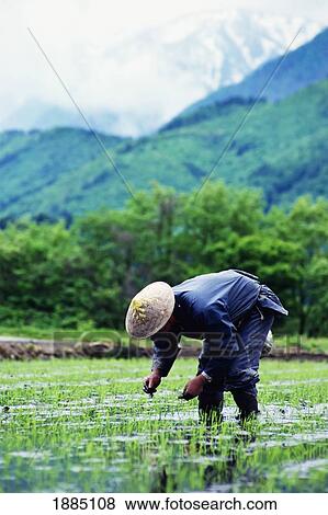 Stock Photo - Farmer In Traditional Hat Planting Rice. Fotosearch