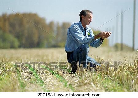 Stock Image - Farmer Inspecting Crop, Minnedosa, Manitoba. Fotosearch