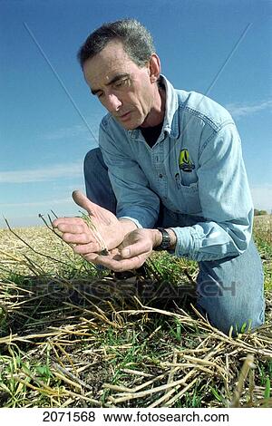 Farmer Inspecting Crop, Minnedosa, Manitoba View Large Photo Image Stock Photo - Farmer Inspecting Crop, Minnedosa, Manitoba. Fotosearch
