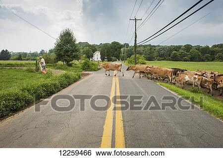 Farmer leading dairy cows across the road, near Long Green; Maryland, United States of America View Large Photo Image Stock Photograph - Farmer leading dairy cows across the road, near Long Green; Maryland, United States of America. Fotosearch