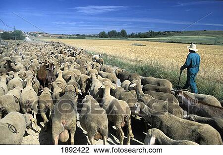 Stock Image - Farmer Leading Sheep Down Country Road. Fotosearch