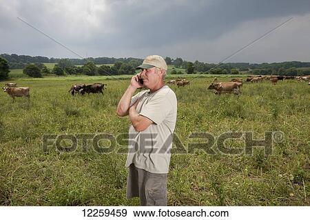 Stock Photo - Farmer on cell phone with cows in the background; Long Green, Maryland, United States of America. Fotosearch