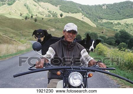 Stock Image - Farmer On Motorbike With Two Dogs On The Back. Fotosearch