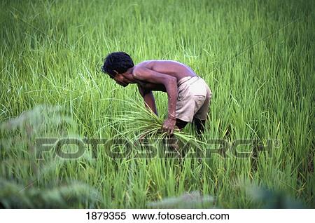 Farmer Planting Rice View Large Photo Image Stock Photography - Farmer Planting Rice. Fotosearch