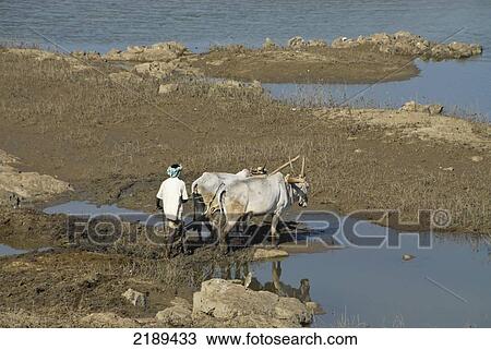 Stock Image - Farmer Plowing Field With Oxen On The Cauvery River, Karnataka, India. Fotosearch