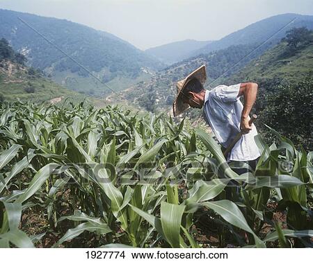 Picture - Farmer Tending Maize Crop. Fotosearch