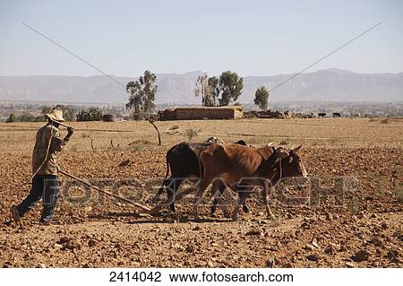 Stock Image - Farmer using cattle and plough; Gheralta, Tigray region, Ethiopia. Fotosearch