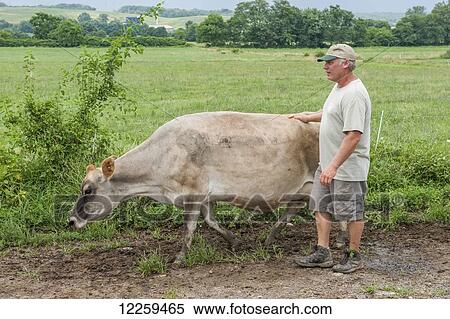 Farmer with hand on back of dairy cow, walking down the road, near Long Green; Maryland, United States of America View Large Photo Image Stock Photography - Farmer with hand on back of dairy cow, walking down the road, near Long Green; Maryland, United States of America. Fotosearch