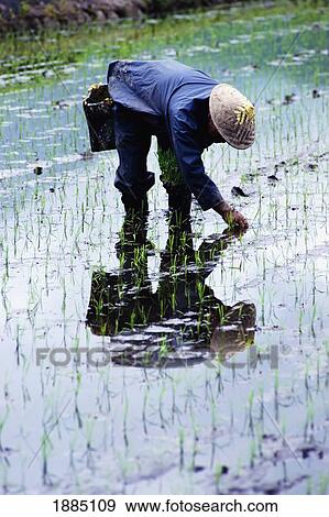 Farmer Working In The Rice Fields In Takayama View Large Photo Image Stock Photo - Farmer Working In The Rice Fields In Takayama. Fotosearch