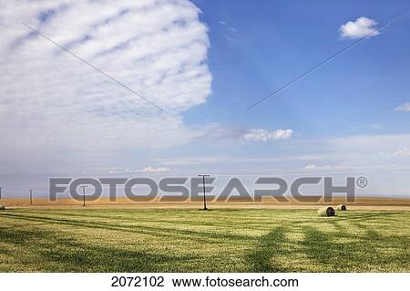 Farmer's Field After The Harvest, Rural Saskatchewan View Large Photo Image Stock Image - Farmer's Field After The Harvest, Rural Saskatchewan. Fotosearch