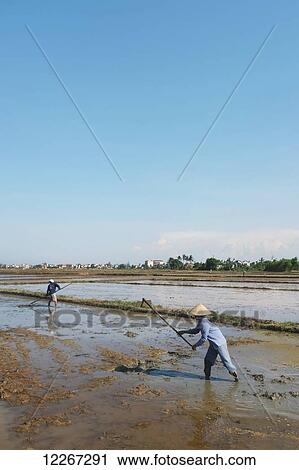 Farmers in rice field, outside of Hoi An; Hoi An, Quang Nam, Vietnam View Large Photo Image Stock Image - Farmers in rice field, outside of Hoi An; Hoi An, Quang Nam, Vietnam. Fotosearch