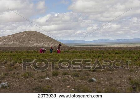 Farmers In The Fields By The Road Between La Paz And Oruro, Bolivia View Large Photo Image Stock Photo - Farmers In The Fields By The Road Between La Paz And Oruro, Bolivia. Fotosearch