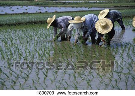 Stock Photo - Farmers Planting Rice In Paddy Fields. Fotosearch
