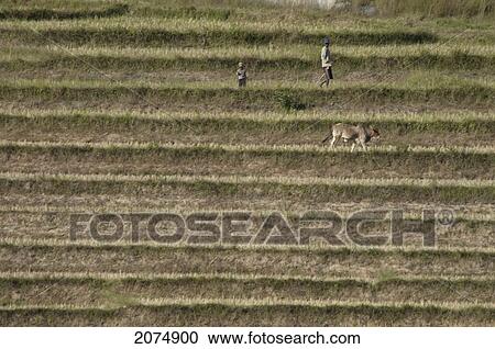 Farmers Working In The Rice Fields Along The Road Between Ambositra & Ambavalao, Fianarantsoa Province, Madagascar View Large Photo Image Stock Image - Farmers Working In The Rice Fields Along The Road Between Ambositra & Ambavalao, Fianarantsoa Province, Madagascar. Fotosearch