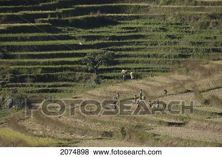 Stock Photo - Farmers Working In The Rice Fields Along The Road Between Ambositra & Ambavalao, Fianarantsoa Province, Madagascar. Fotosearch