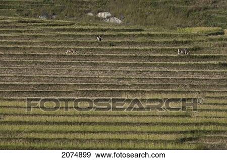 Stock Photo - Farmers Working In The Rice Fields Along The Road Between Ambositra & Ambavalao, Fianarantsoa Province, Madagascar. Fotosearch