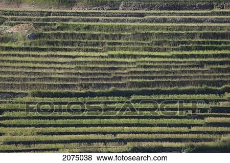 Stock Photo - Farmers Working In The Rice Fields Along The Road Between Ambositra & Ambavalao, Fianarantsoa Province, Madagascar. Fotosearch