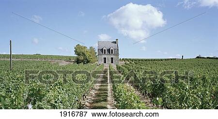 Farmhouse With Vineyard View Large Photo Image Stock Photo - Farmhouse With Vineyard. Fotosearch