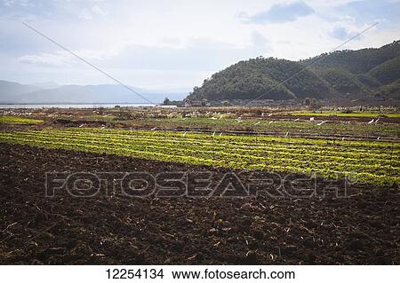 Picture - Farming in rural China; Lijiang, Yunnan Province, China. Fotosearch